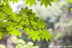 岳麓區(qū)網(wǎng)站建站公司哪家好？